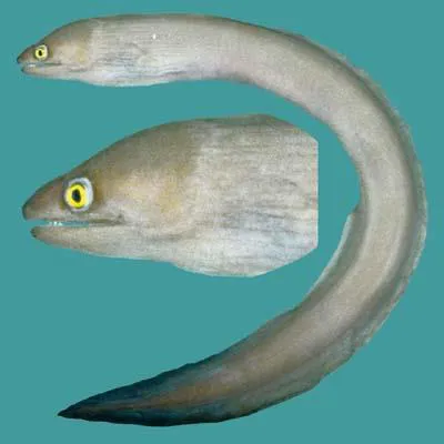 Pinda moray (Gymnothorax pindae)