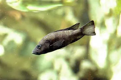 Pindu (Stomatepia pindu)