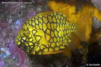 Pineapplefish (Cleidopus gloriamaris)