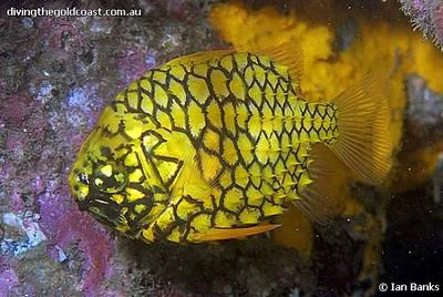 Pineapplefish (Cleidopus gloriamaris)