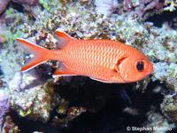 Pinecone soldierfish (Myripristis murdjan)