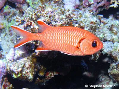 Pinecone soldierfish (Myripristis murdjan)