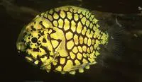 Pineconefish (Monocentris japonica)