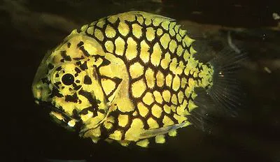 Pineconefish (Monocentris japonica)