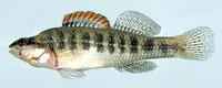 Pinewoods darter (Etheostoma mariae)