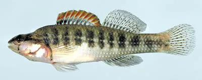 Pinewoods darter (Etheostoma mariae)