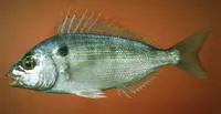 Pinfish (Lagodon rhomboides)
