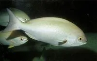 Pinjalo (Pinjalo pinjalo)