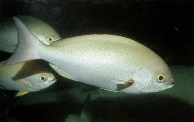 Pinjalo (Pinjalo pinjalo)