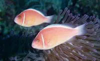 Pink anemonefish (Amphiprion perideraion)