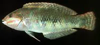 Pink-belly wrasse (Halichoeres margaritaceus)