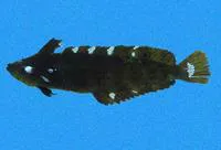 Pink blenny (Paraclinus beebei)