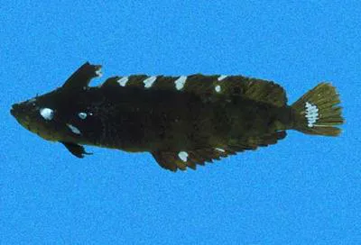 Pink blenny (Paraclinus beebei)