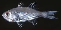 Pink-breasted siphon-fish (Siphamia roseigaster)