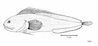 Pink brotula (Brosmodorsalis persicinus)