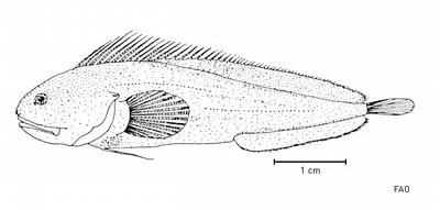 Pink brotula (Brosmodorsalis persicinus)