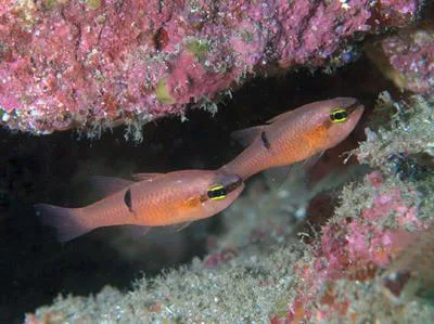 Pink cardinalfish (Apogon pacificus)