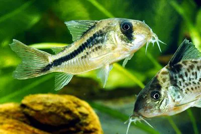 Pink corydoras (Corydoras axelrodi)