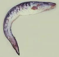 Pink cusk-eel (Genypterus blacodes)