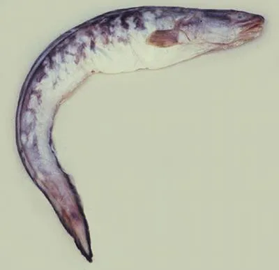 Pink cusk-eel (Genypterus blacodes)