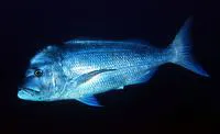 Pink dentex (Dentex gibbosus)