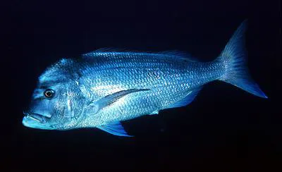 Pink dentex (Dentex gibbosus)