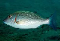 Pink ear emperor (Lethrinus lentjan)