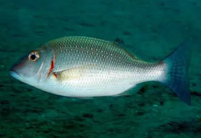 Pink ear emperor (Lethrinus lentjan)