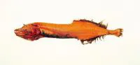 Pink flabby whalefish (Cetostoma regani)
