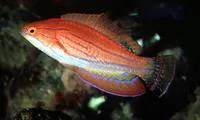 Pink flasher (Paracheilinus carpenteri)
