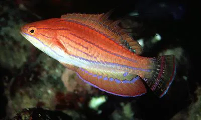 Pink flasher (Paracheilinus carpenteri)