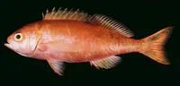 Pink maomao (Caprodon longimanus)