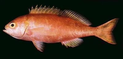 Pink maomao (Caprodon longimanus)