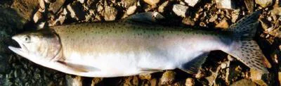 Pink salmon (Oncorhynchus gorbuscha)