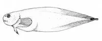 Pink snailfish (Paraliparis rosaceus)