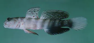 Pink-speckled shrimpgoby (Cryptocentrus leptocephalus)