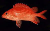 Pink squirrelfish (Sargocentron tiereoides)