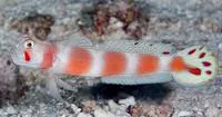 Pinkbar goby (Amblyeleotris aurora)