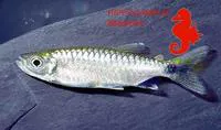 Pinkfin Alestes (Brycinus grandisquamis)