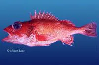 Pinkrose rockfish (Sebastes simulator)