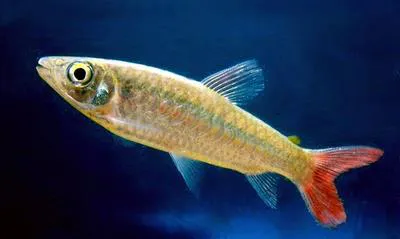 Pinktail chalceus (Chalceus macrolepidotus)