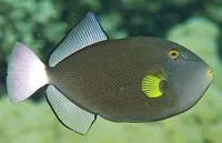 Pinktail triggerfish (Melichthys vidua)
