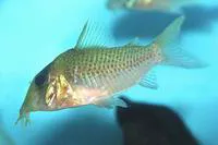Pinkthroat corydoras (Corydoras spilurus)