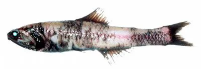 Pinpoint lampfish (Nannobrachium regale)