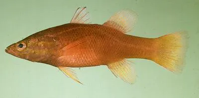 Pinstriped basslet (Liopropoma mitratum)