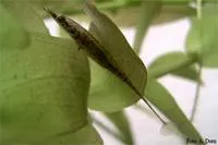 Pipe fish (Indostomus paradoxus)