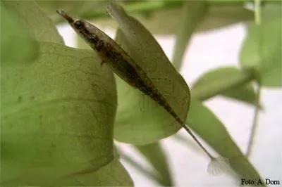 Pipe fish (Indostomus paradoxus)