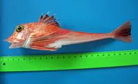 Piper gurnard (Trigla lyra)