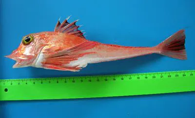 Piper gurnard (Trigla lyra)