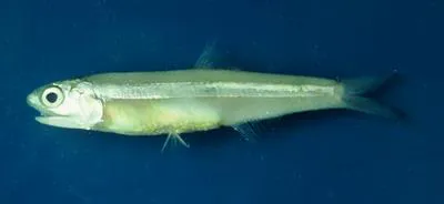 Piquitinga anchovy (Anchoa tricolor)